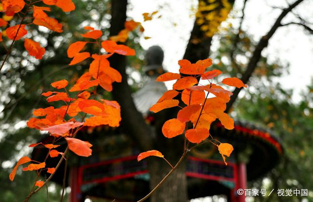 秋意浸染的北京城,色彩斑斓而美丽如斯